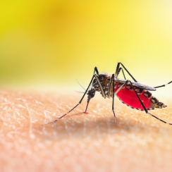 Dengue and Malaria HotSpot Blocks in Districts