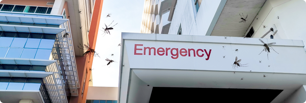 a dengue mosquito free zone